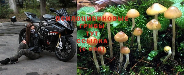 PSILOCYBIN Абдулино
